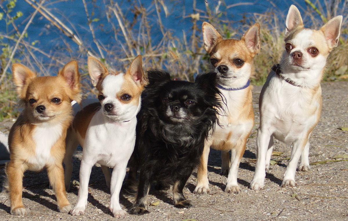 Chihuahua – what is this breed?