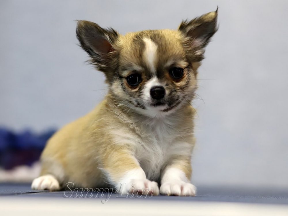 CHIHUAHUA PUPPIES FOR SALE